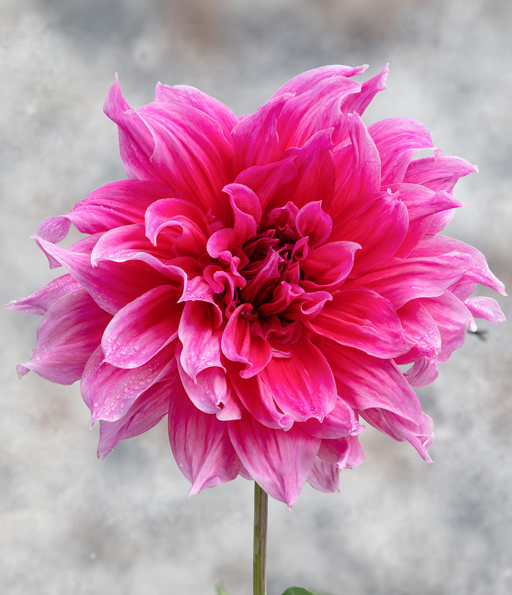 Emory Paul Decorative Dahlia - 3 root divisions