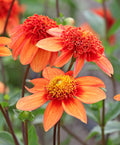 Josie Anemone Dahlia - 3 root divisions