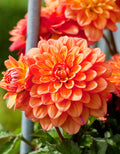Gallery Pablo Decorative Dahlia - 3 root divisions