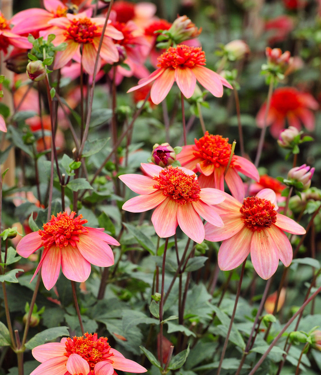 Totally Tangerine Anemone Dahlia - 3 root divisions