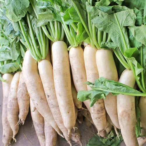 500 Japanese Minowase Radish Seeds