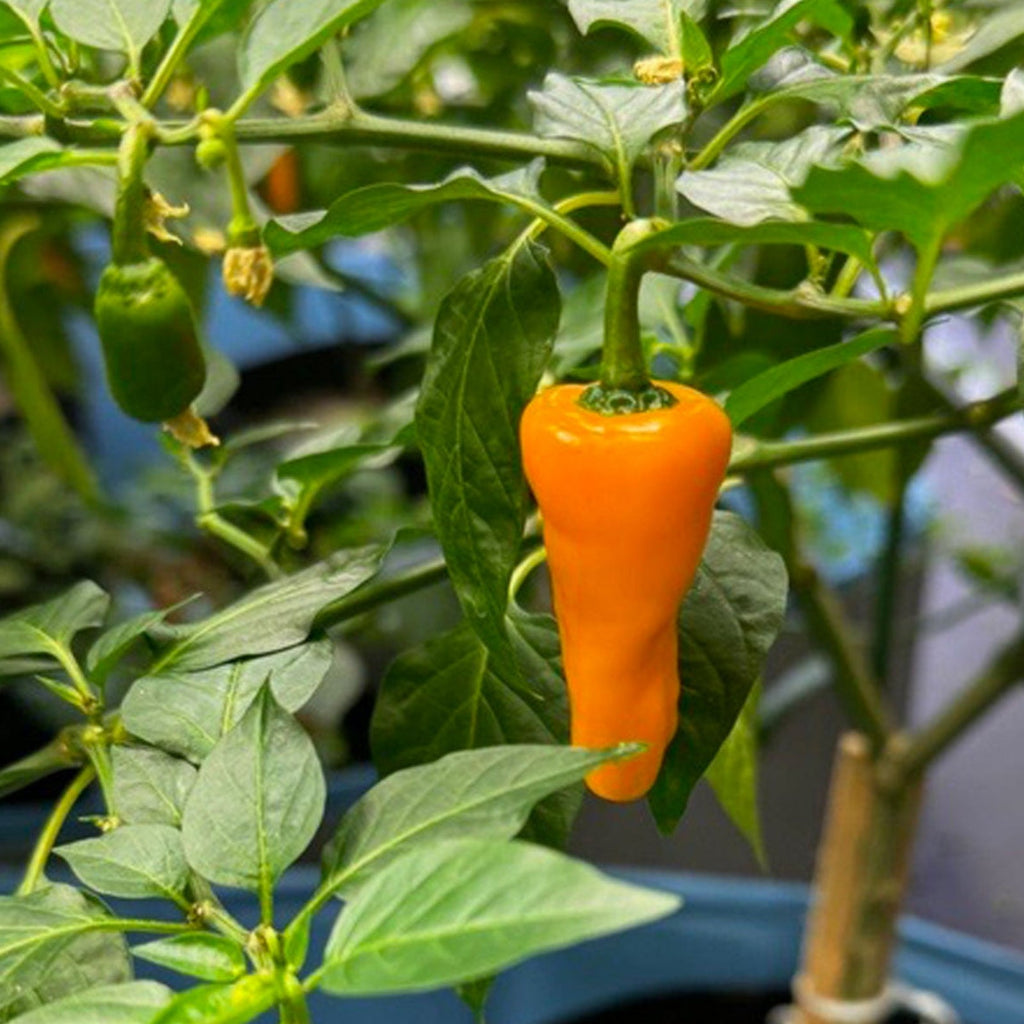 Datil Yellow Pepper Seeds