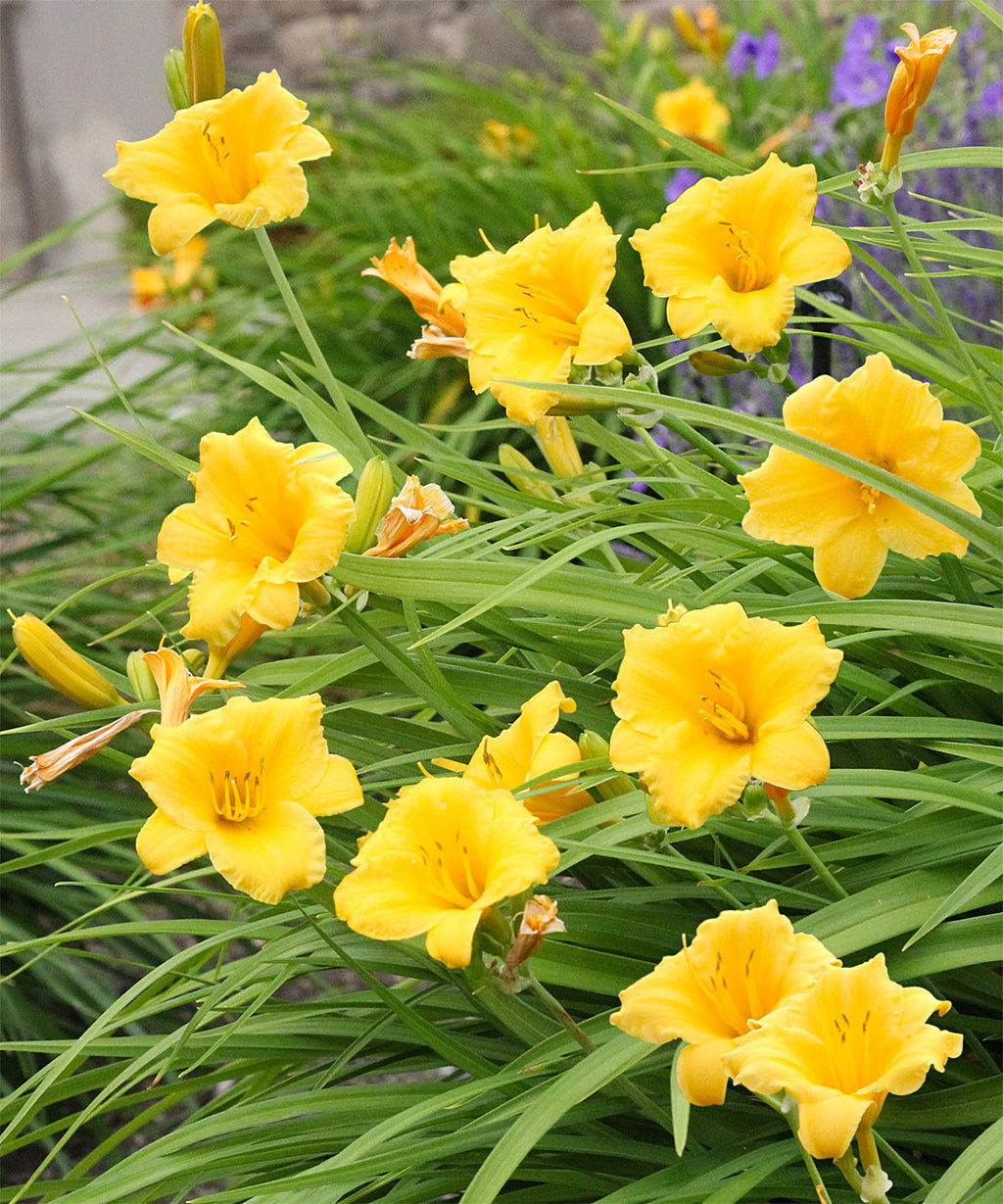 Stella de Oro Reblooming Daylily - 3 root divisions