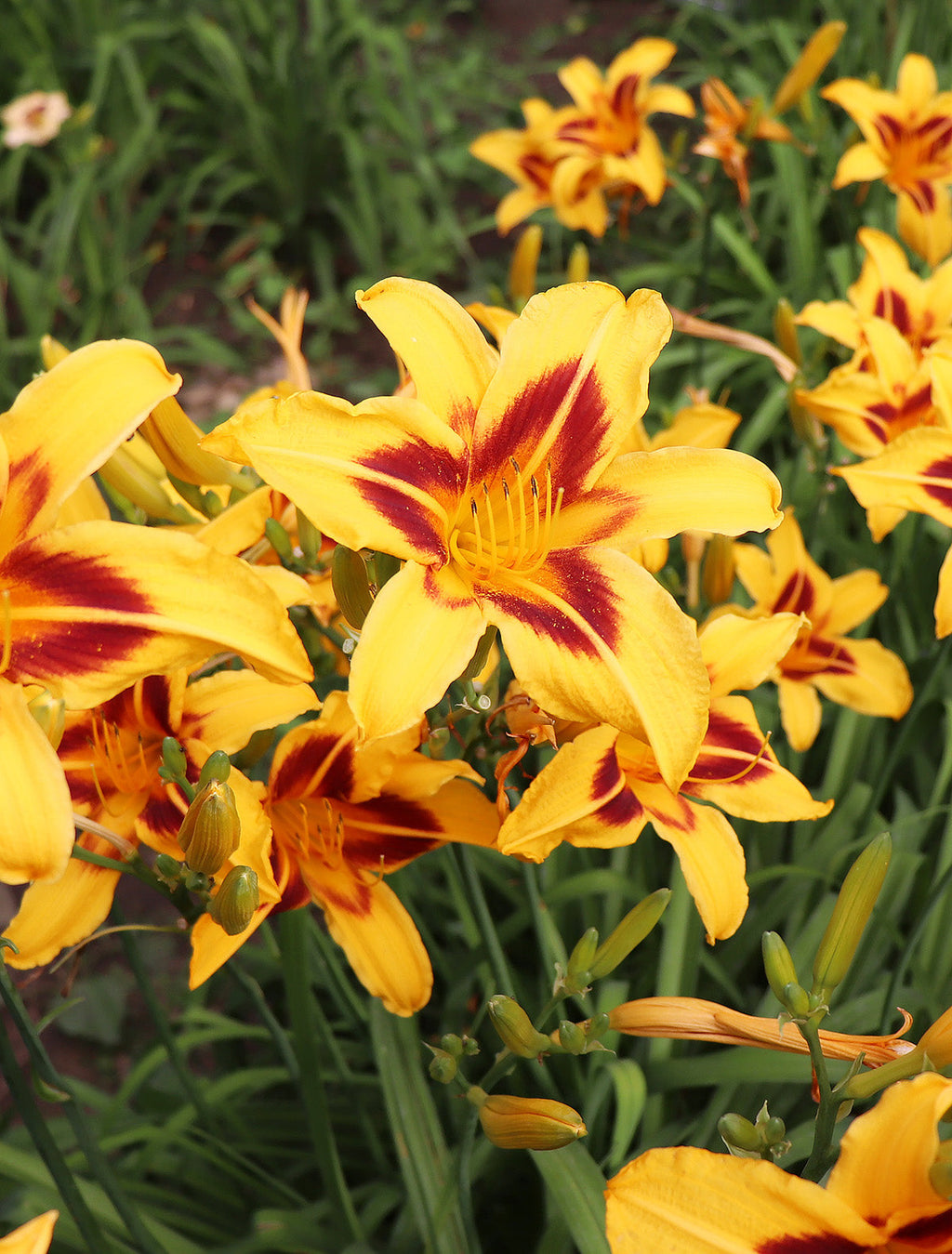 Bonanza Daylily - 3 root divisions