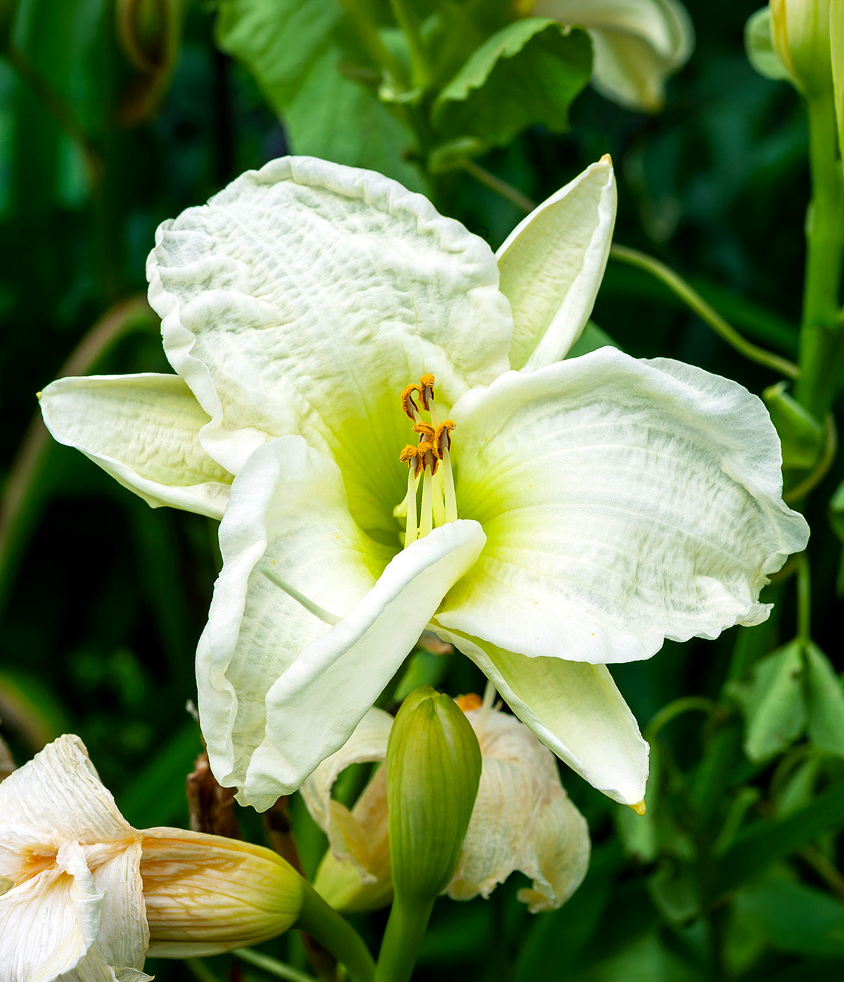 Gentle Shepherd Daylily - 3 root divisions