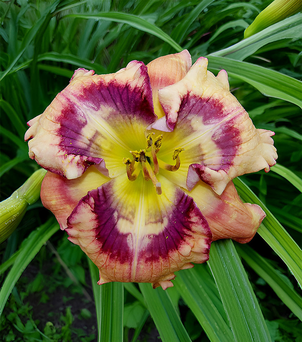 Outer Space Reblooming Daylily - 1 Single Fan Division