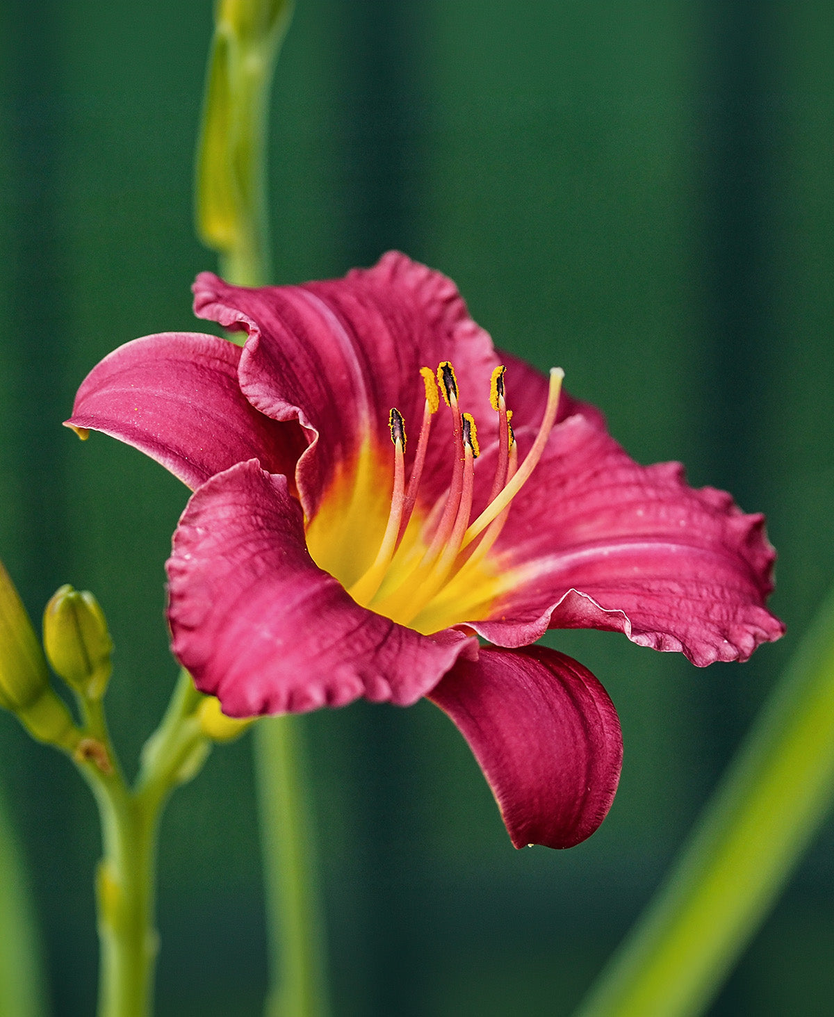 Pardon Me Reblooming Daylily - Single Root Division