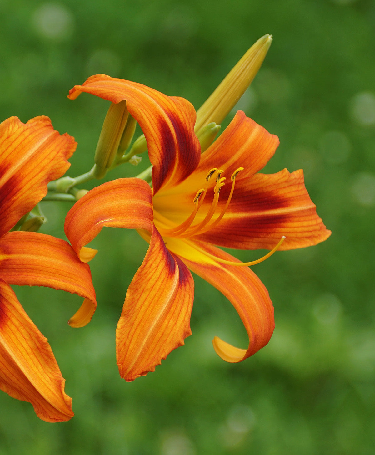 Rajah Daylily - 3 root divisions