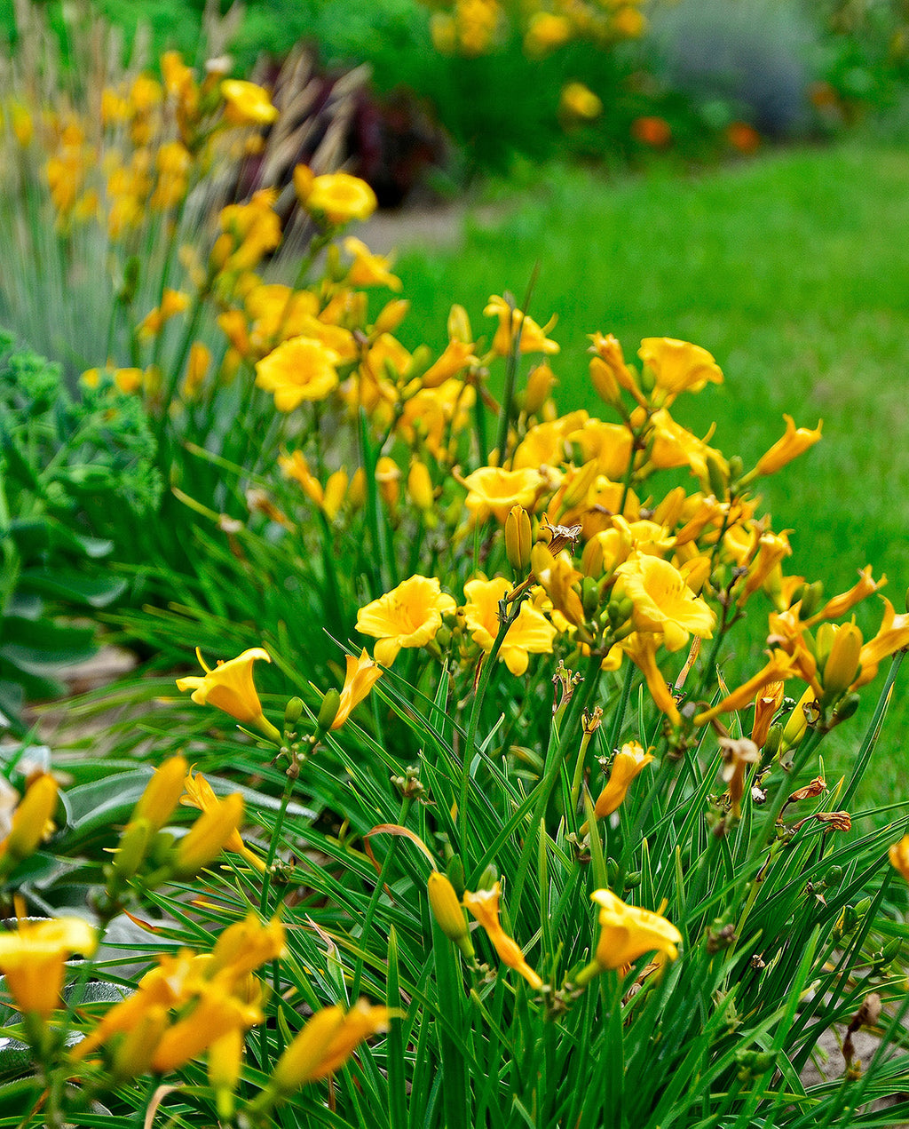Stella de Oro Reblooming Daylily - 3 root divisions