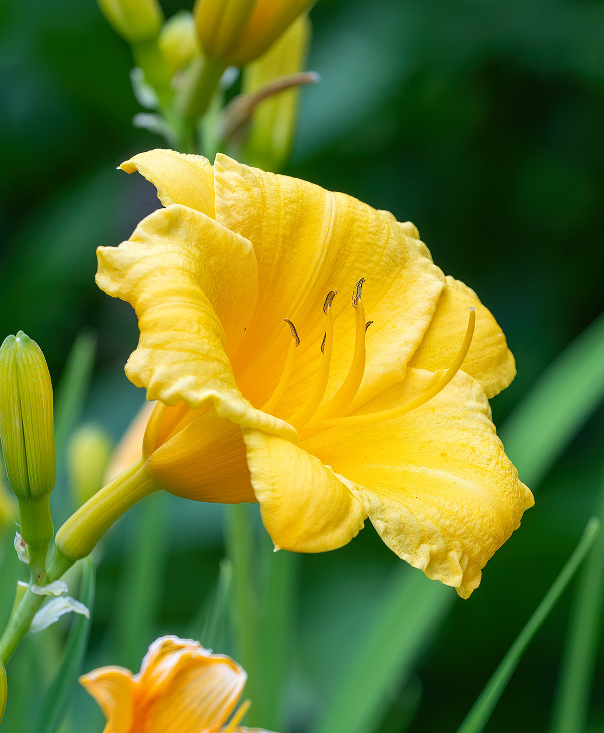 Stella de Oro Reblooming Daylily - 3 root divisions