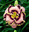 Vegas Jackpot Reblooming Daylily - 1 Single Fan Division
