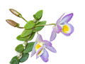 Dendrobium loddigesii