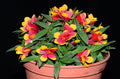 Dendrobium Aussie's Hi-Lo f. yellow red