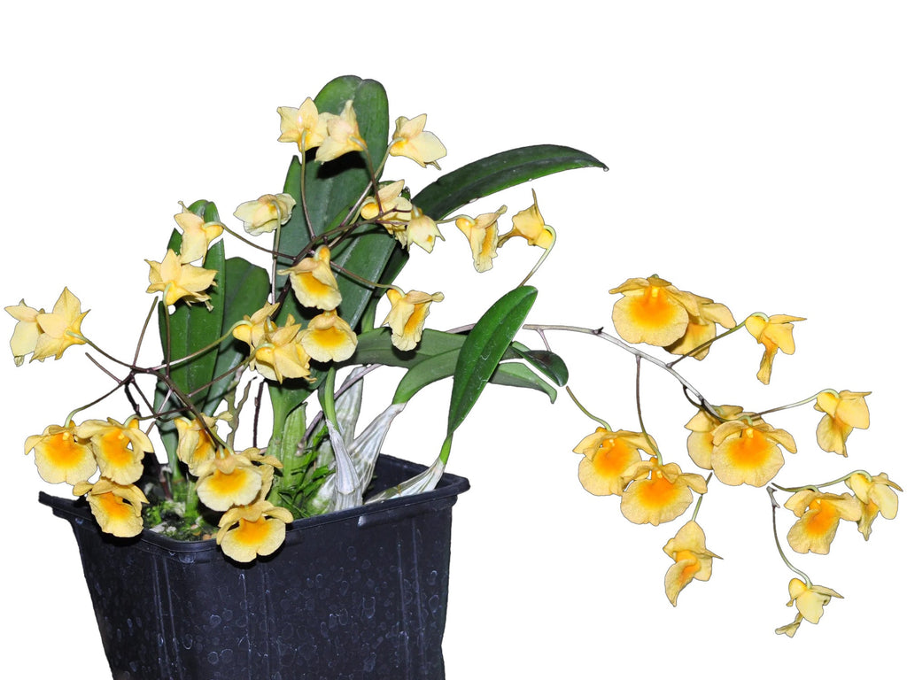 Dendrobium lindleyi