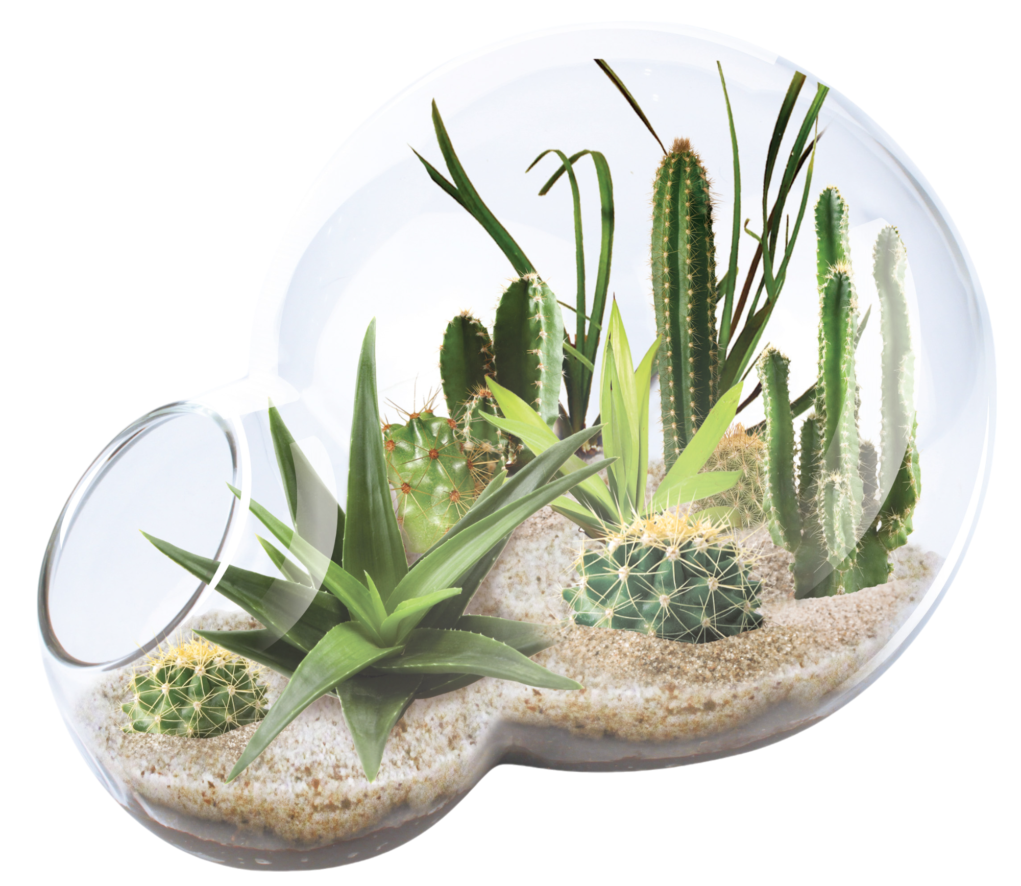 succulent seed kit Desert Escape Growarium Succulent and Cacti Seed Terrarium Kit – Nate's Garden Supply