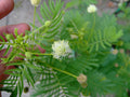 200 Illinois Bundleflower Seeds - Desmanthus illinoensis - Butterfly Plant