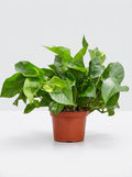 Epipremnum Aureum Devil's Ivy Golden Pothos