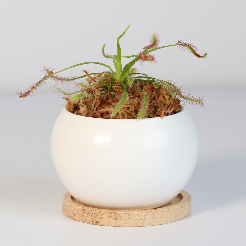 Cape Sundew Drosera