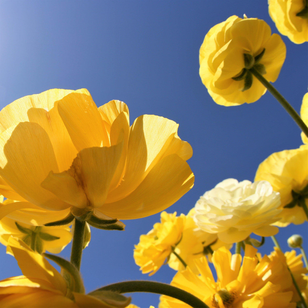 Ranunculus - Tecolote Yellow