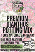 Dianthus Premium Potting Mix