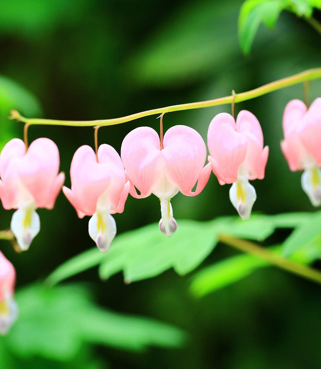 Dicentra Spectabilis - Cupid - 3 root divisions