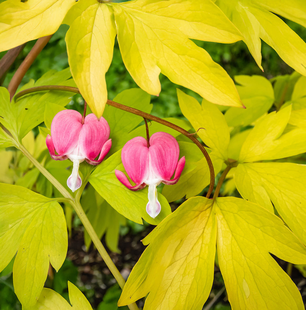 Dicentra Spectabilis - Yellow Leaf - 3 root divisions