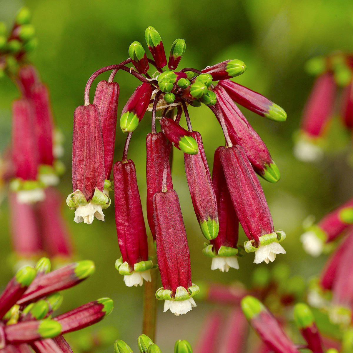 Dichelostemma - Ida-Maia Firecracker Flower