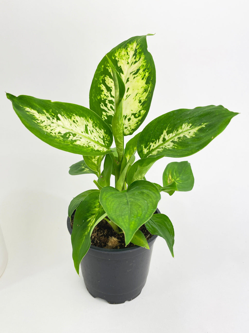 Dieffenbachia Memoria Corsii 'Amy'