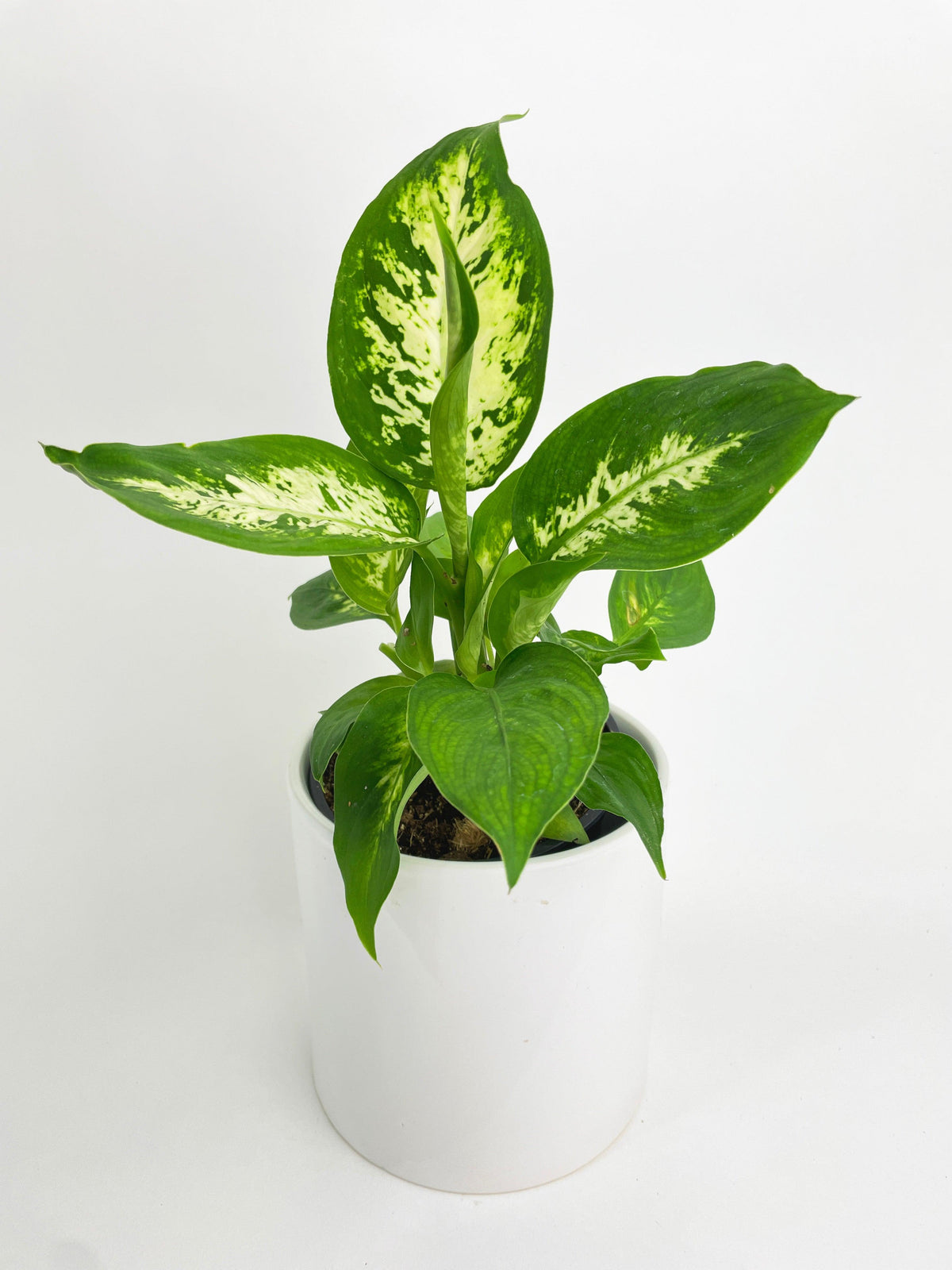 Dieffenbachia Memoria Corsii 'Amy'