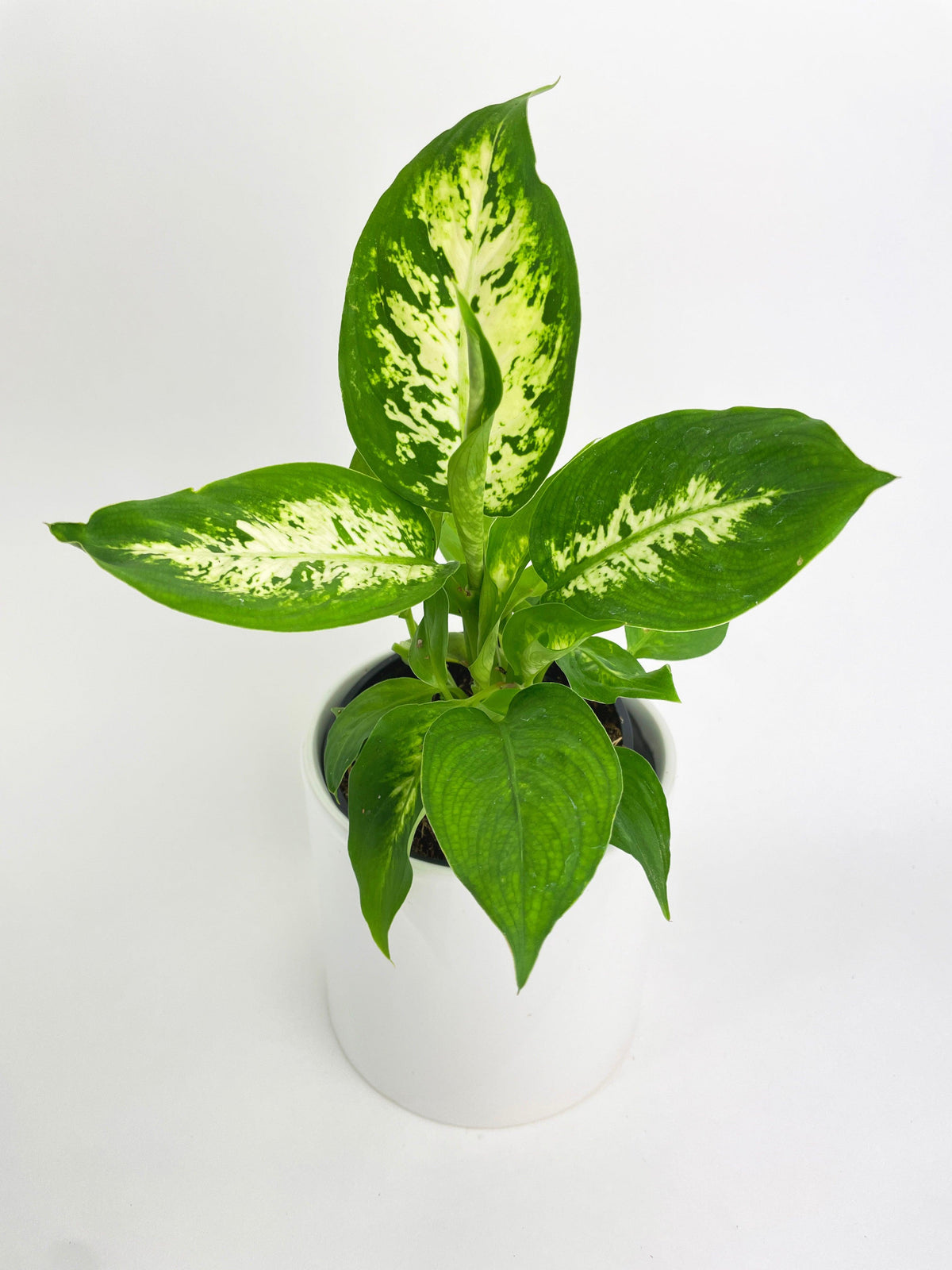 Dieffenbachia Memoria Corsii 'Amy'