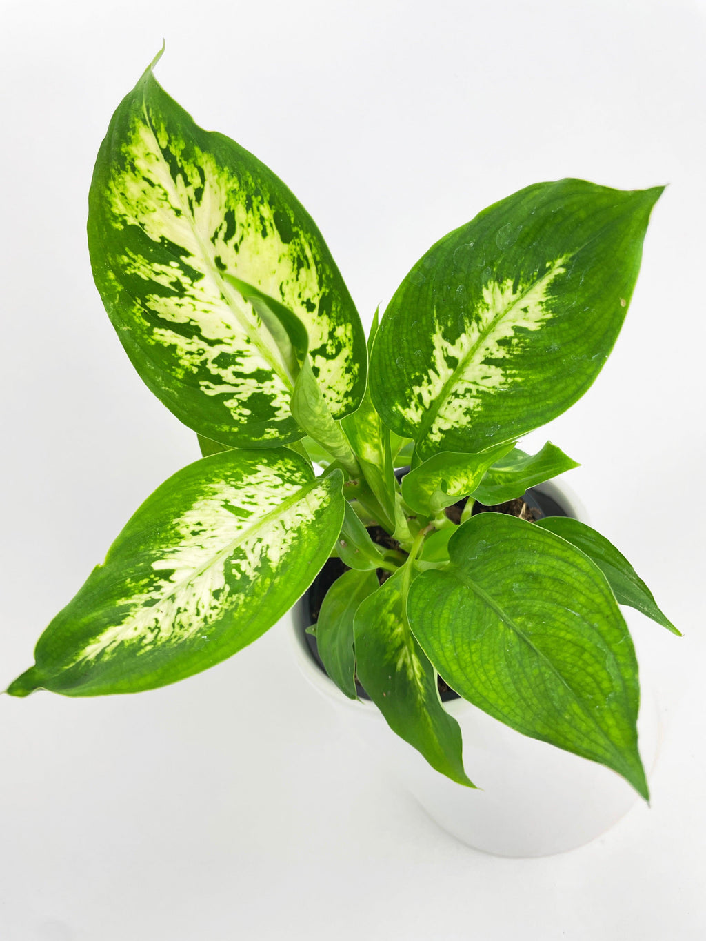 Dieffenbachia Memoria Corsii 'Amy'