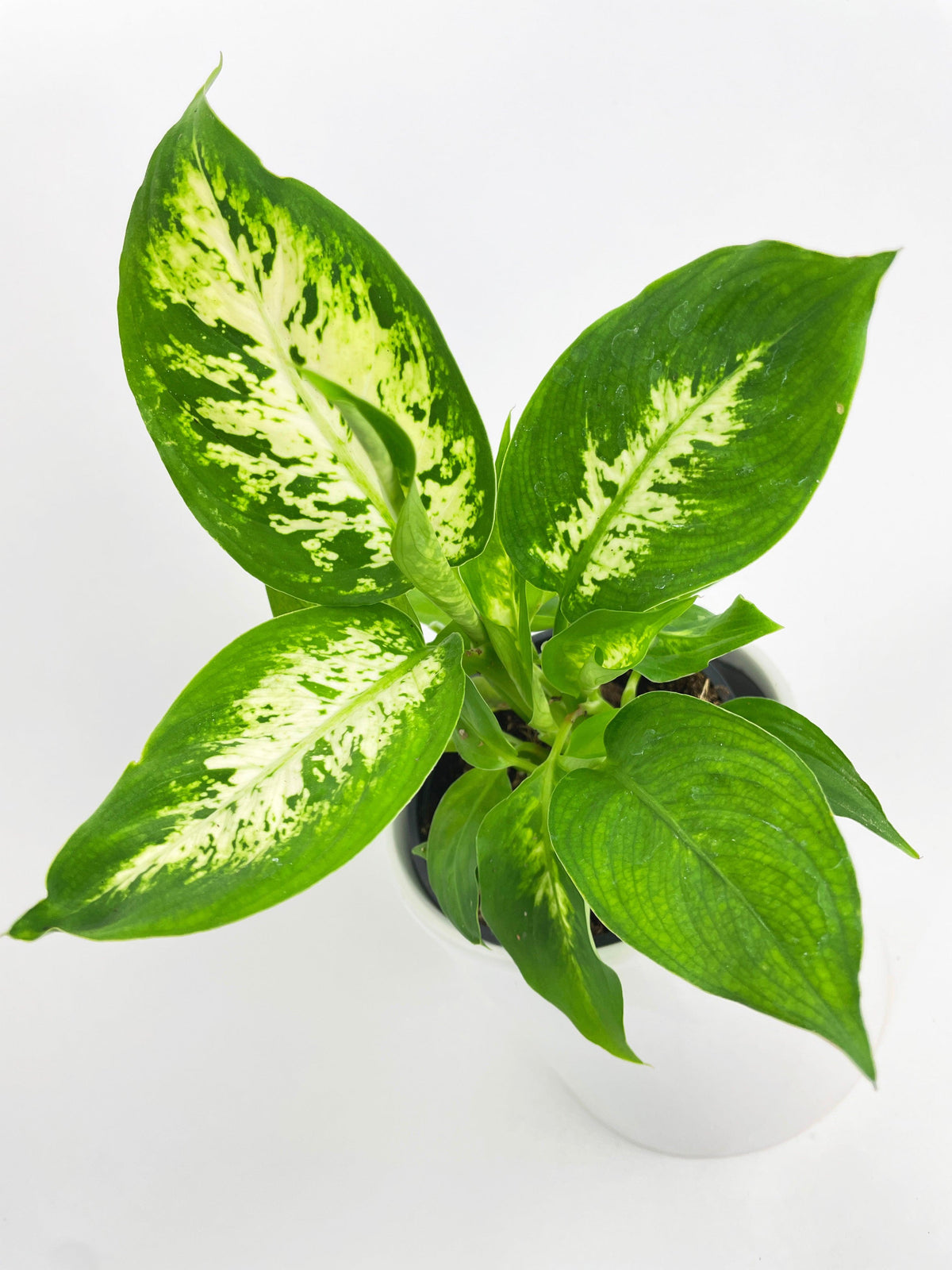 Dieffenbachia Memoria Corsii 'Amy'