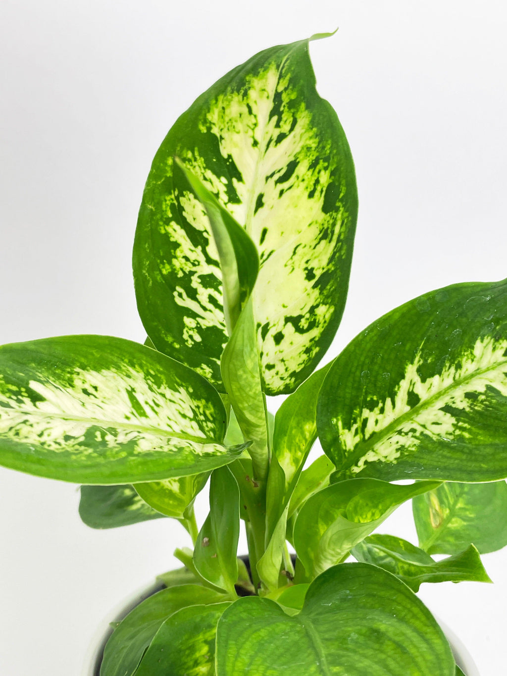 Dieffenbachia Memoria Corsii 'Amy'