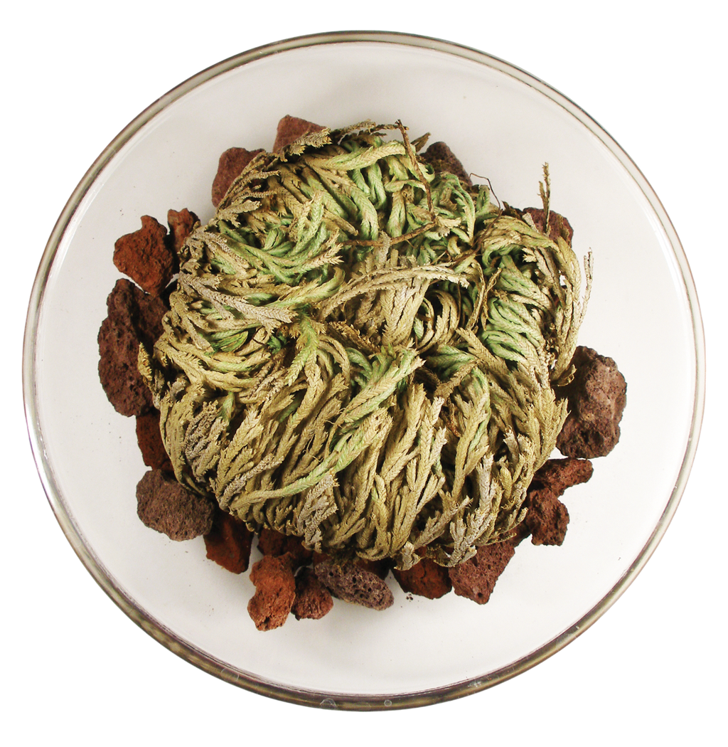 Resurrection Plant -  Multipack of 3