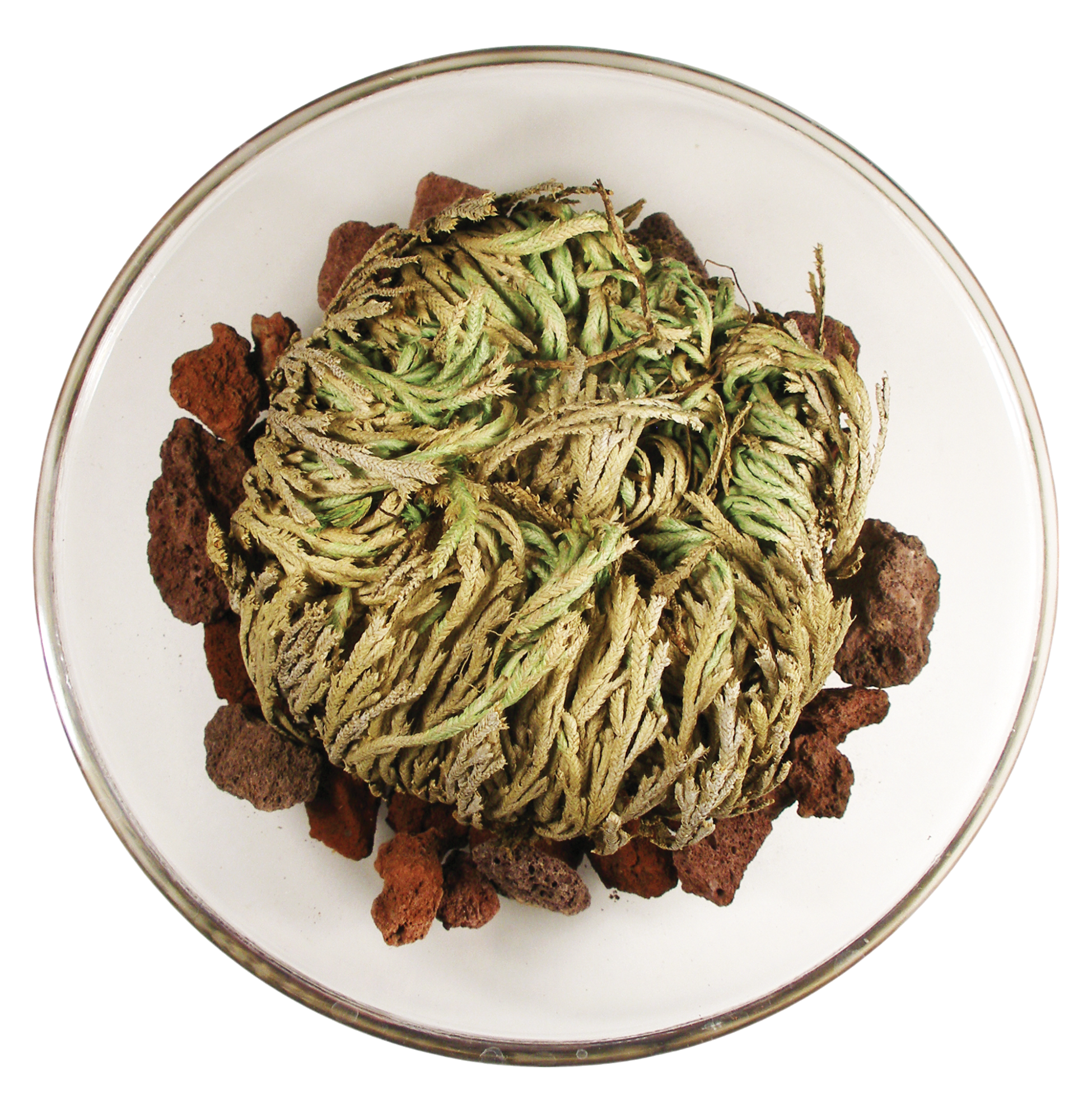 Resurrection Plant -  Multipack of 3