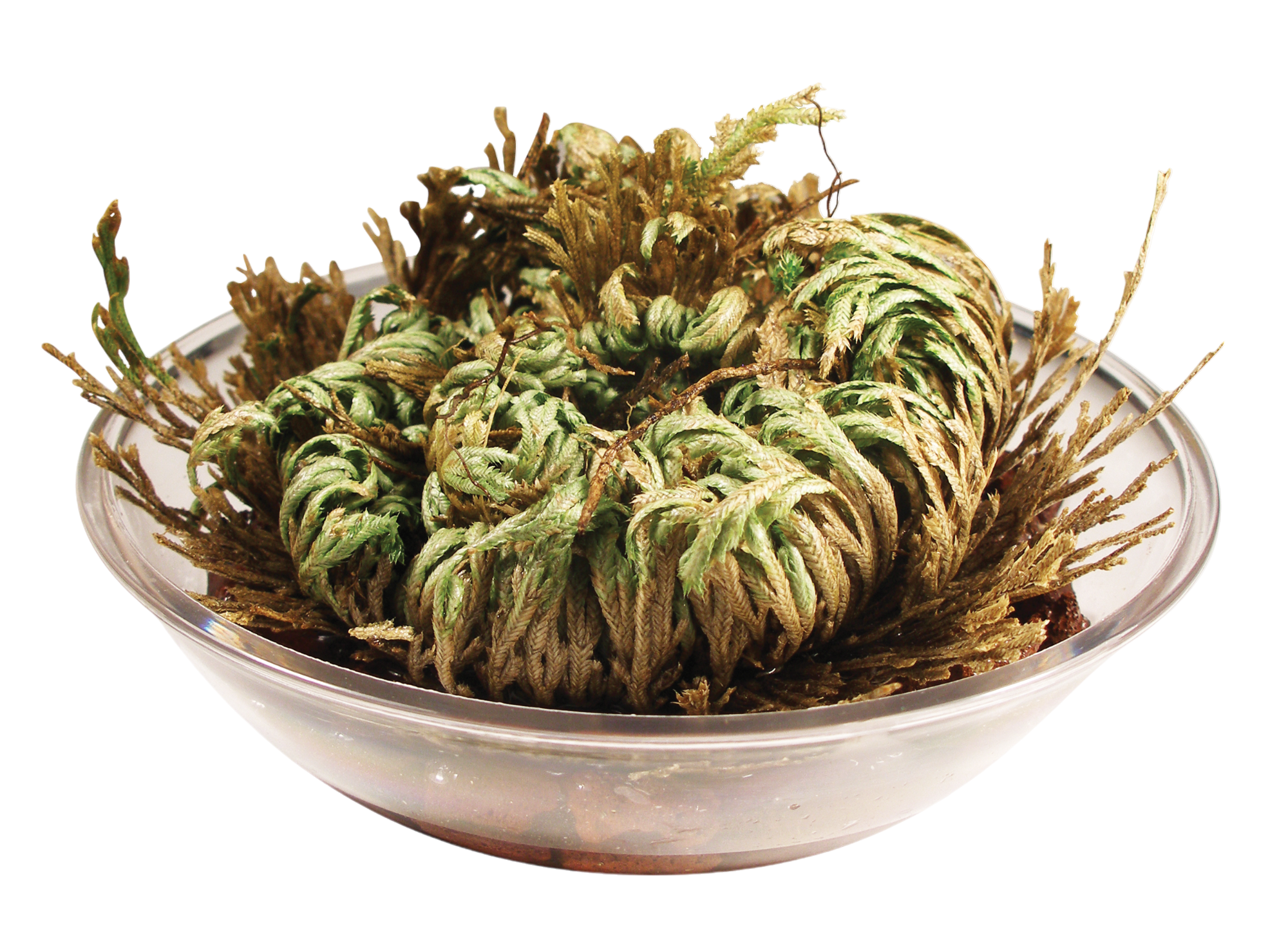Dinosaur Plant
