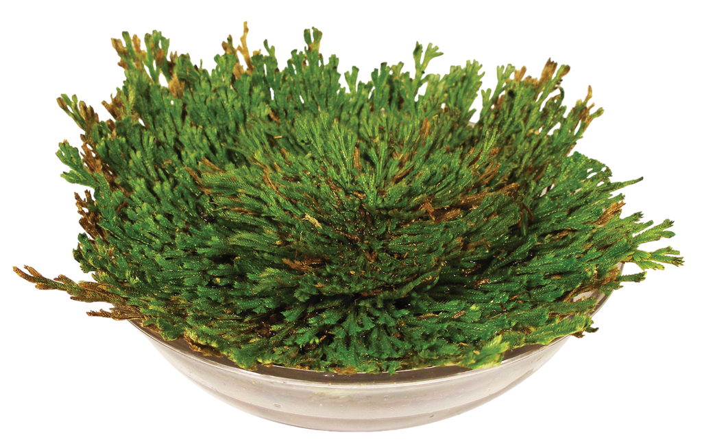 Resurrection Plant -  Multipack of 3