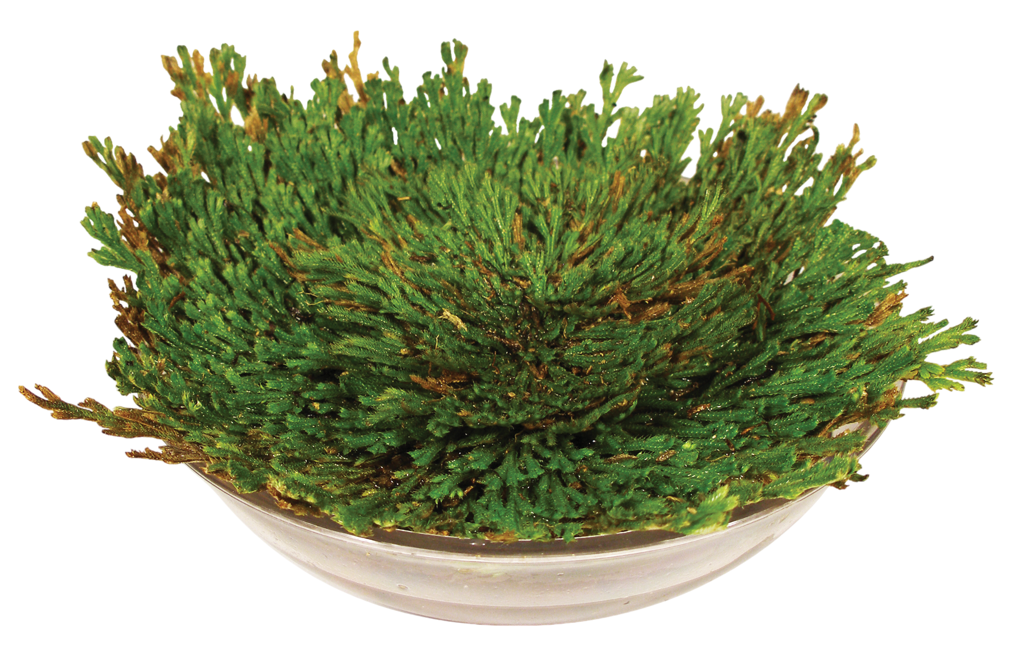 Resurrection Plant -  Multipack of 3