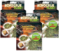 Dinosaur Plant -  Multipack of 3