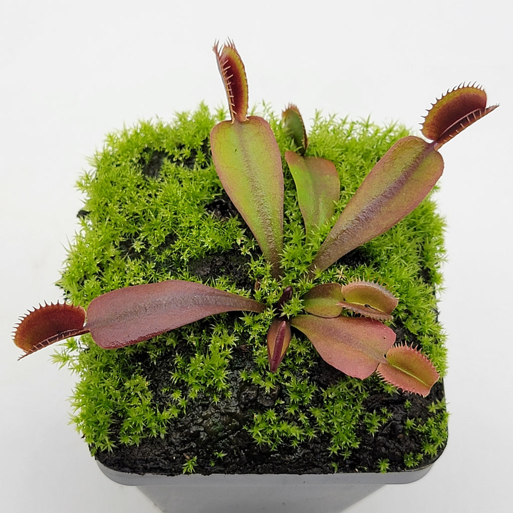 Venus flytrap (Dionaea muscipula) "Red Shark Teeth"
