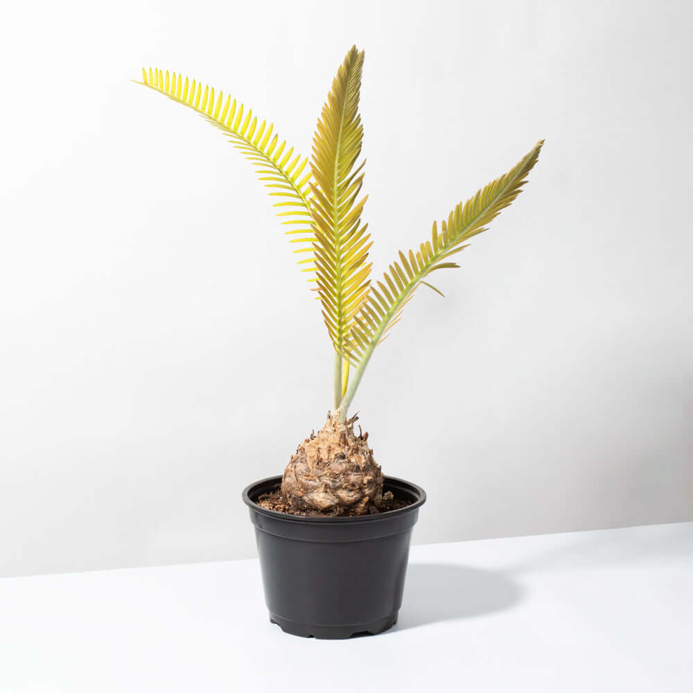 Dioon Mexican Fern Rare Palm