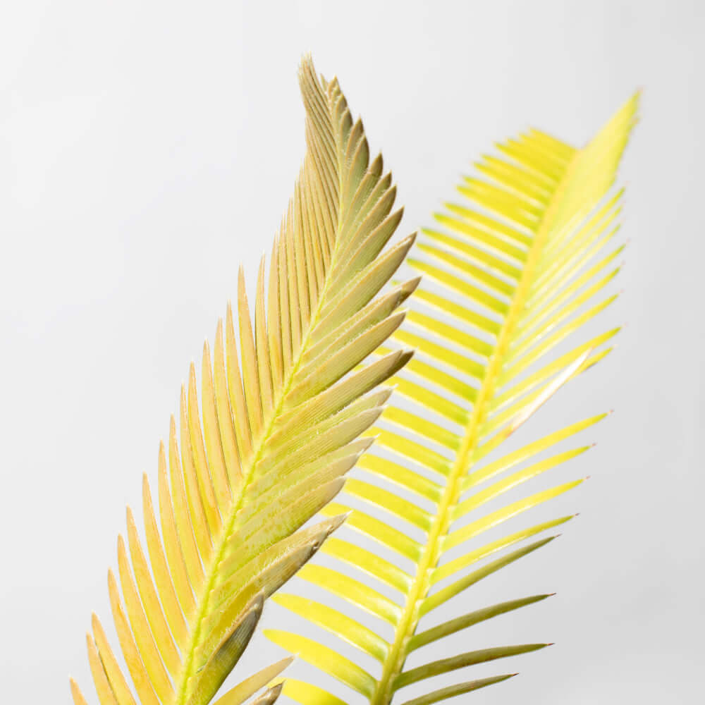 Dioon Mexican Fern Rare Palm