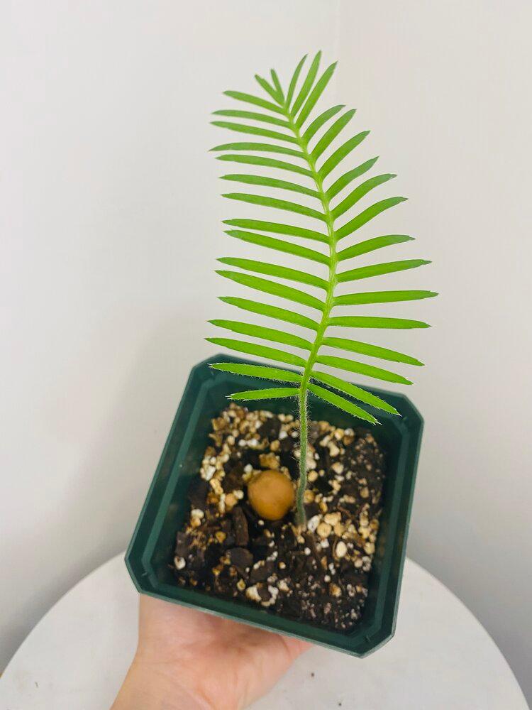 Dioon Edule