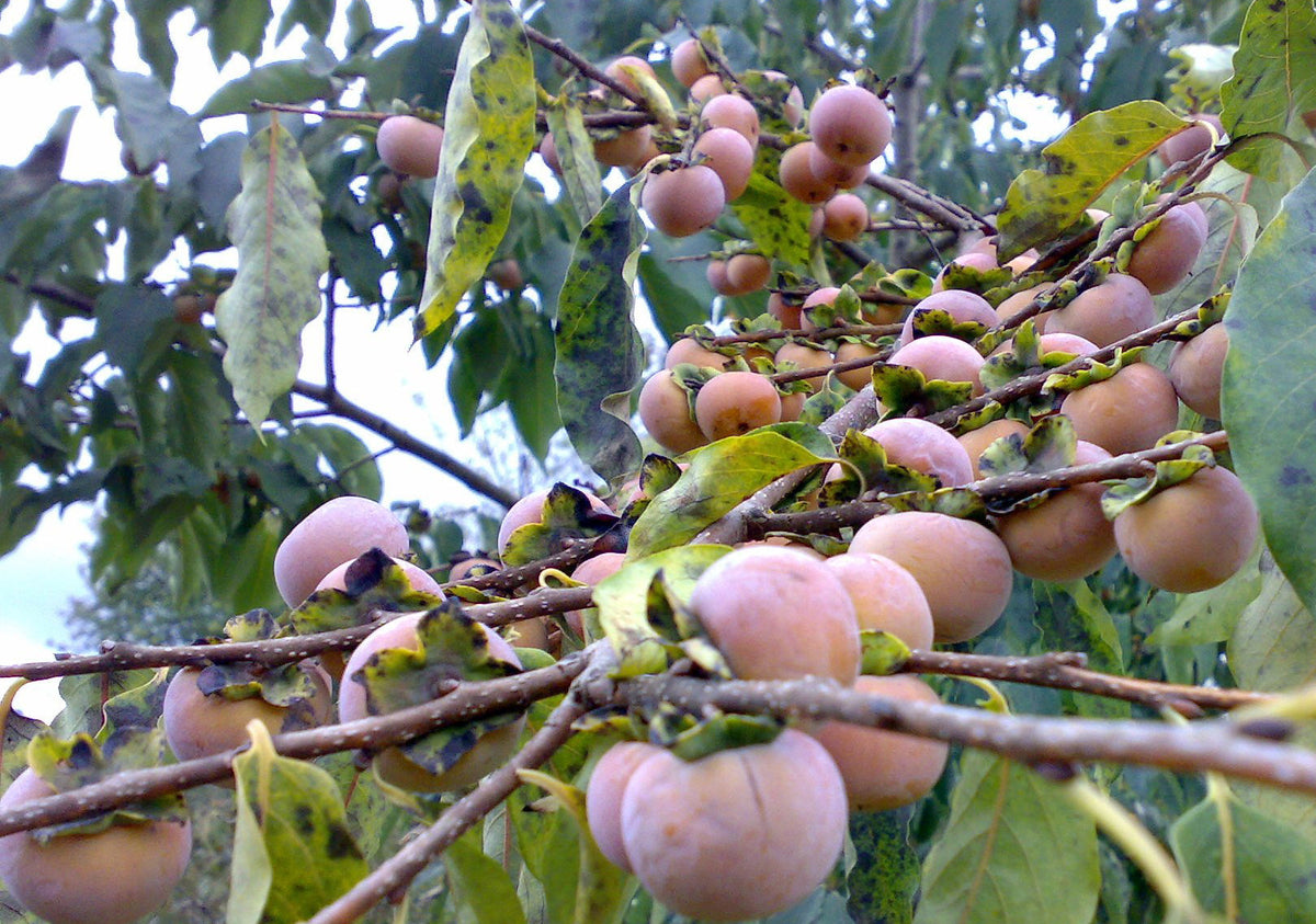 15 Date Plum Seeds - Diospyros lotus - Non-GMO Fruit Seeds