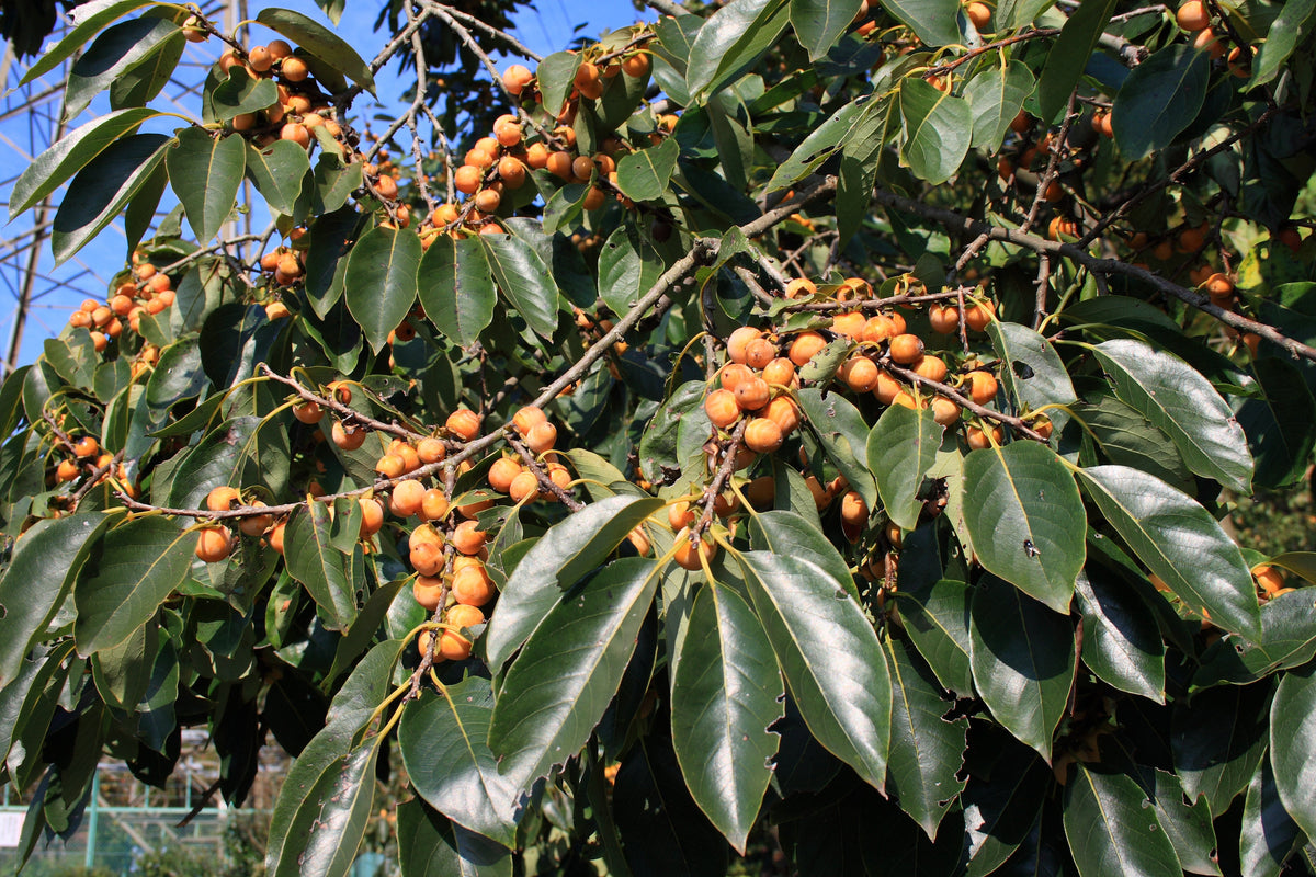15 Date Plum Seeds - Diospyros lotus - Non-GMO Fruit Seeds