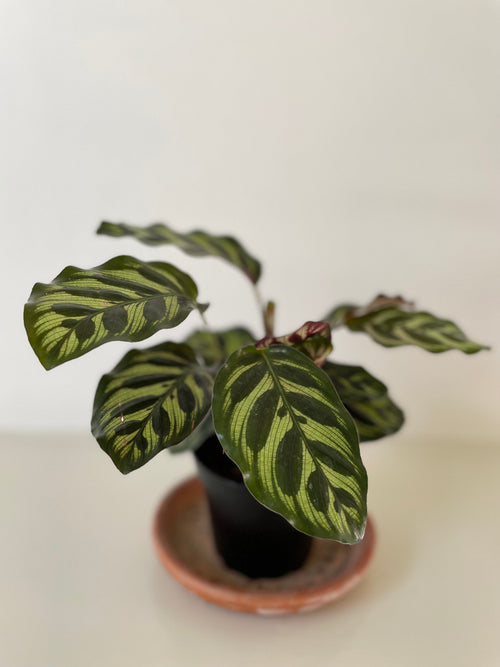 'Peacock' Makoyana Calathea
