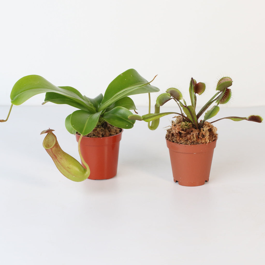 Trap Stars Duo Carnivorous Plant Bundle