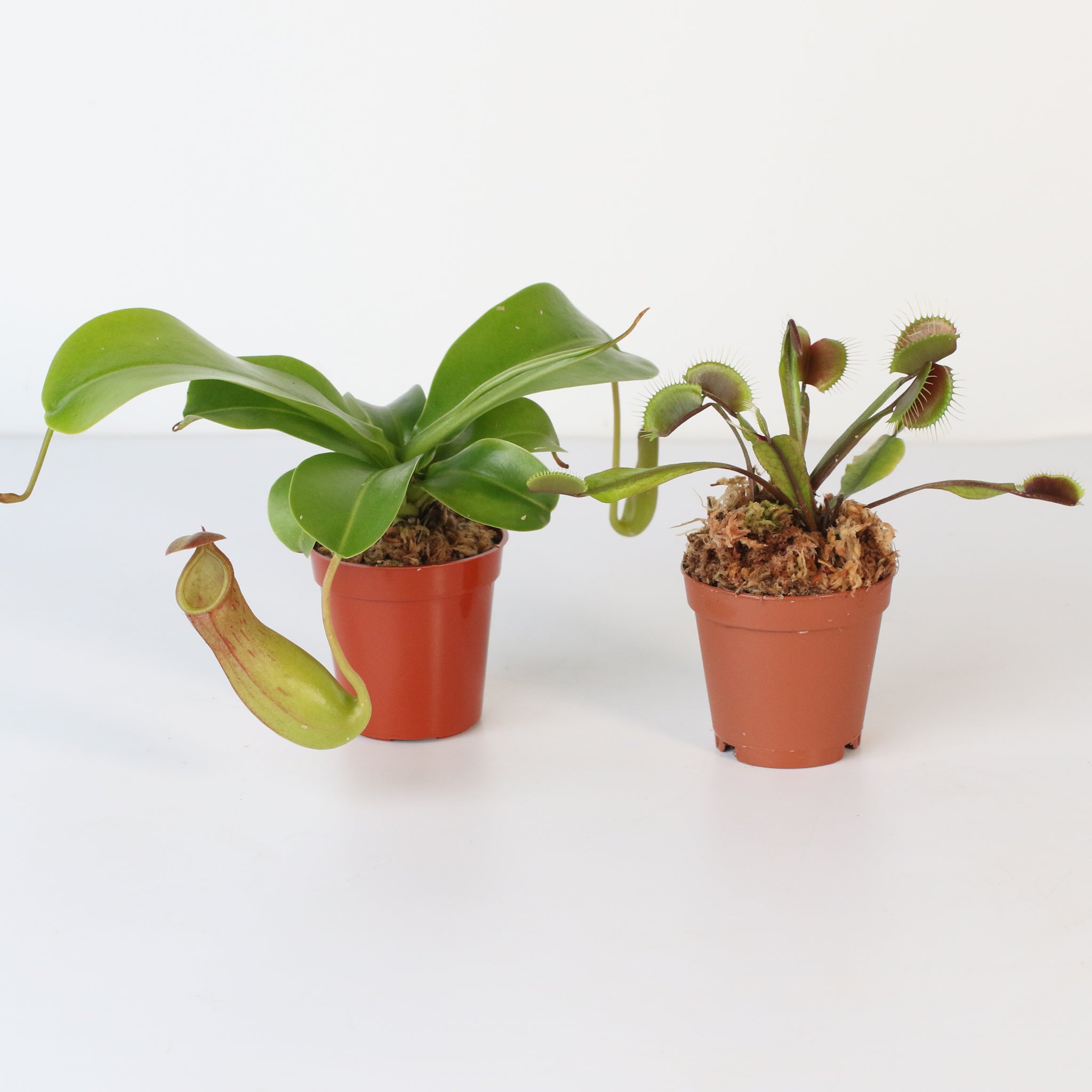 Trap Stars Duo Carnivorous Plant Bundle