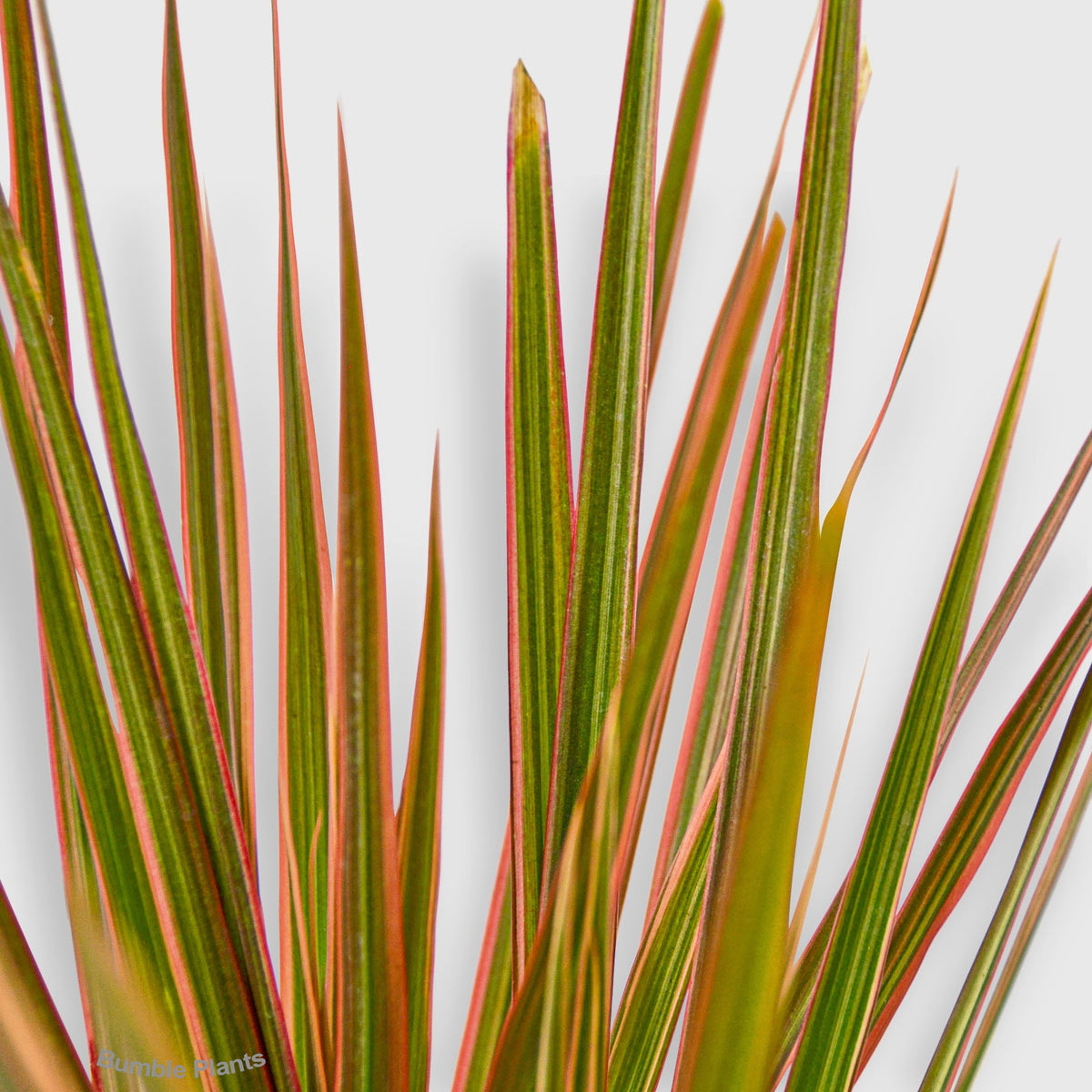Dracaena 'Colorama'