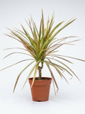 Dracaena Madagascar Red Margined Dragon Tree